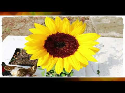 Narrativa Fotográfica : ( FOTO-CRÓNICA)