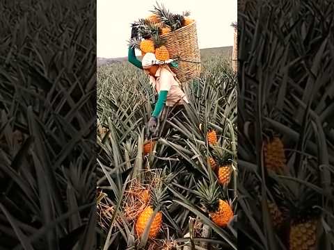 Excellent Thousand Tons of Pineapple Harvesting #satisfying @HappyFarm85