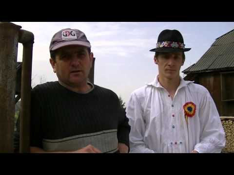 Ultimii bivoli din Tara Lapusului