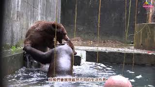 Re: [閒聊] 能跟熊搏鬥,是人類誇耀自己修練的底線嗎?