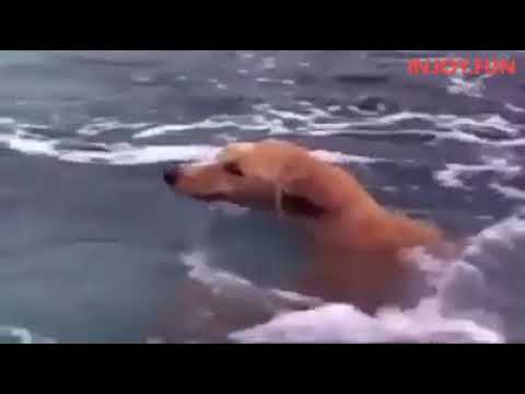 Fish and dog relationship