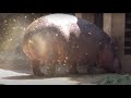 A SUPER FAT HIPPOPOTAMUS URINATES ! ONE OF A KIND FOUNTAIN BURST OF EPIC PROPORTIONS !!!!!!!!!!!!!!!