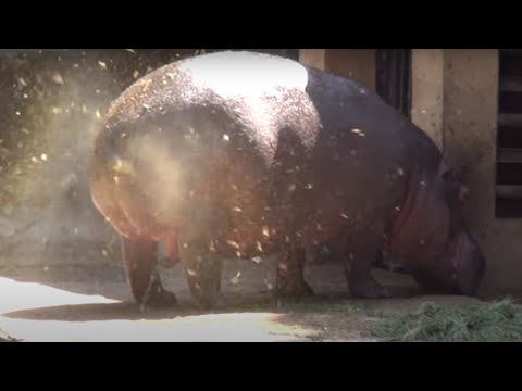 Un hippopotame qui fait caca en faisant tourner sa queue ! Un jet de fontaine unique en son genre aux proportions épiques ! !!!!!!!!!!!!