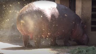 A SUPER FAT HIPPOPOTAMUS URINATES ! ONE OF A KIND FOUNTAIN BURST OF EPIC PROPORTIONS !!!!!!!!!!!!!!!