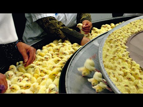 , title : 'Amazing World Modern Farming Egg Harvest Technology. Incredible Automatic Breeding Process Chicken'