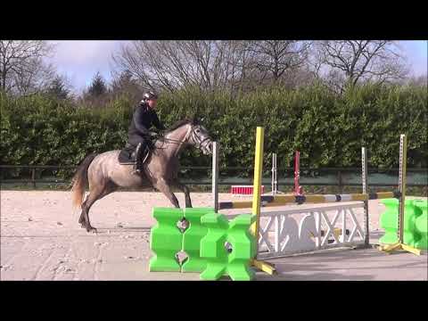 Houppette d'Osvins (Malito de Rêve x Verdi)