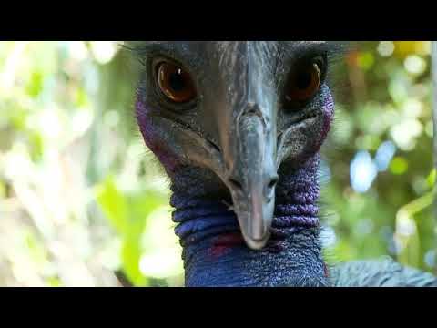 Jnr Viginuts-Rapamanu Lyrics