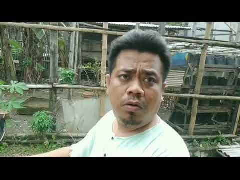 video-viral-cari-utangan-cocok-buat-status-wa-dagelan-jowo