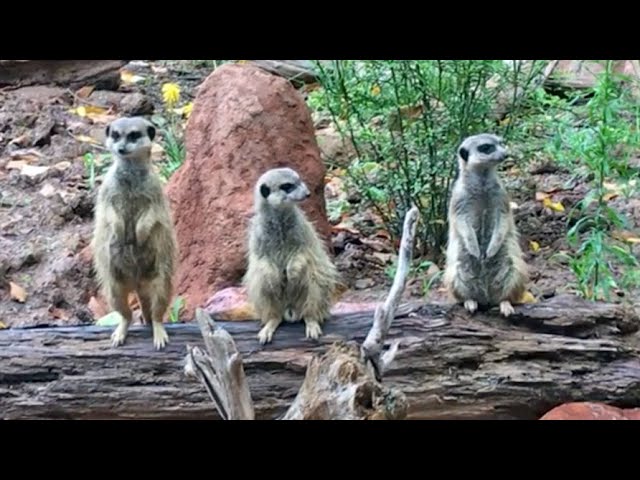 Live webcam view of Suricatas en el parque Mundenhof