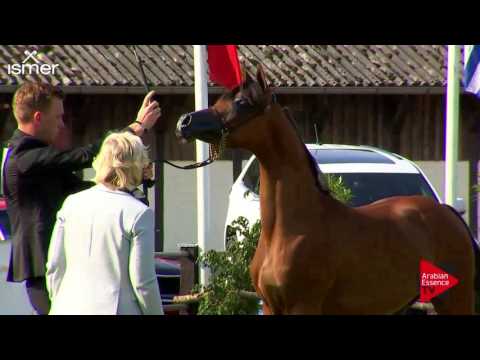 N.101 NESJ EL FIORELLA - Ströhen 2017 Int B-Show - Yearling Fillies (Class C1)