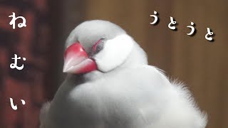 眠気と必死にたたかうシルバー文鳥のリーフ