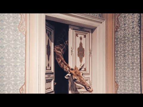 Extremely funny and best videos compilation of giraffe #babygiraffe  #funnygiraffe #funnyanimals