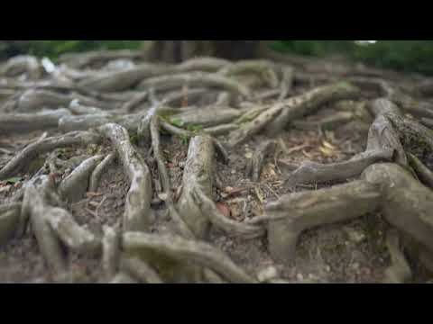 Spotting Mushrooms: Tree Types & Symbiosis