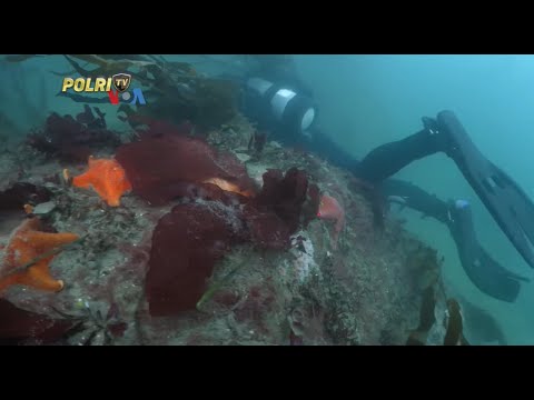 VOA AMERIKA TETAPKAN SUAKA LAUT RAKSASA BARU DI CALIFORNIA