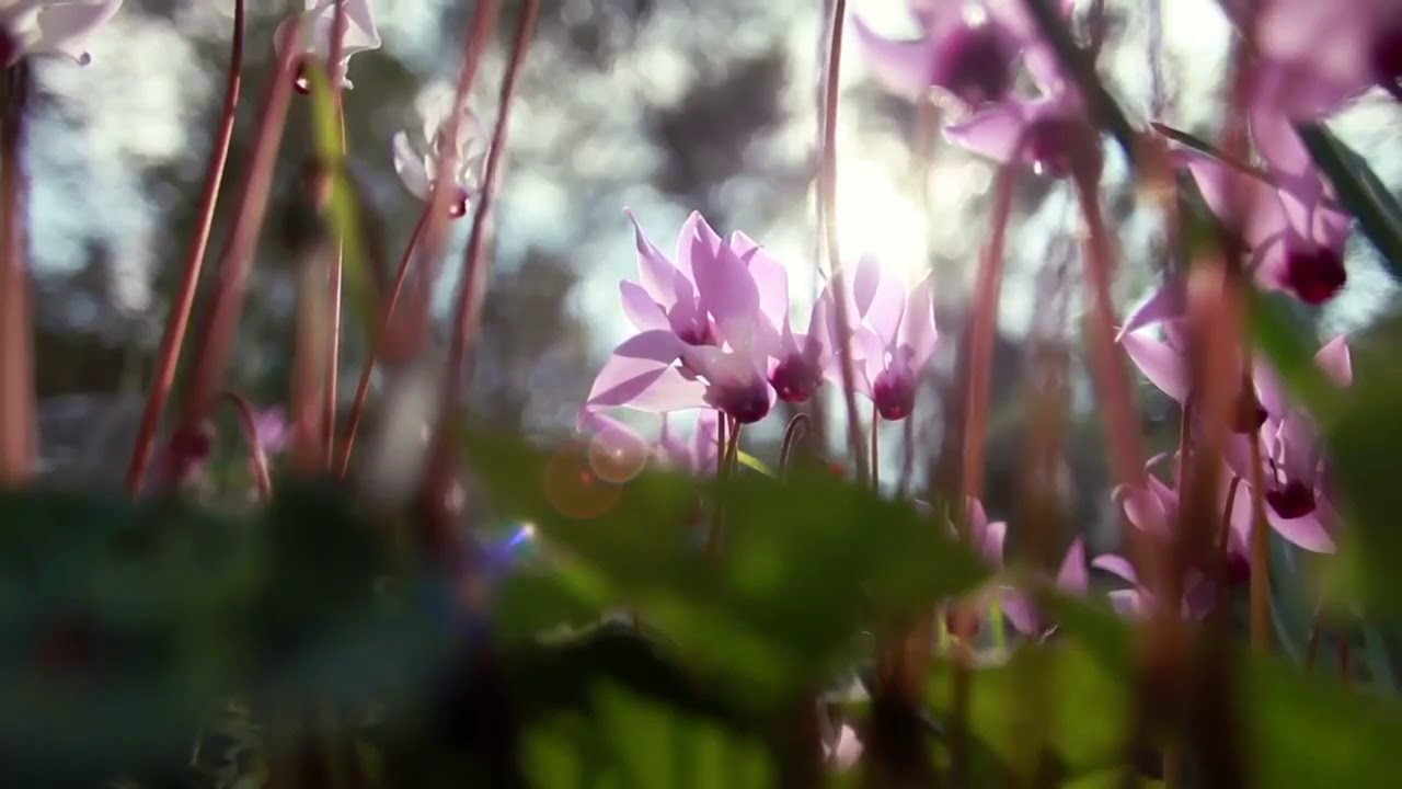 Óleos Essenciais doTerra