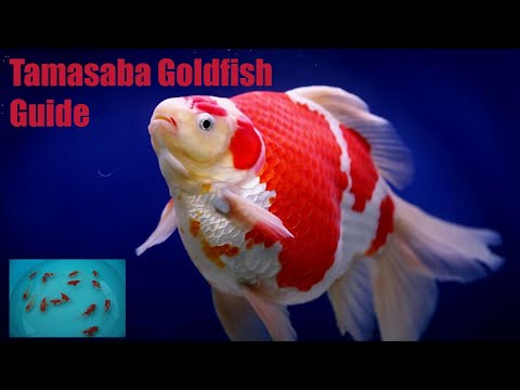 , title : 'Tamasaba or Sabao Goldfish Guide'