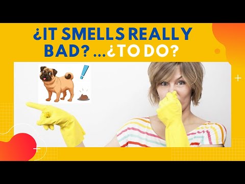 YouTube video about: How to stop dog poop from smelling?