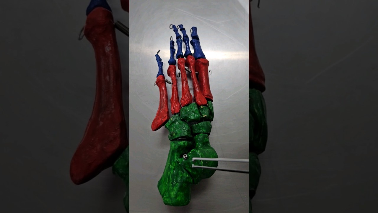 Revisão dos ossos do pé!!!! #anatomy #anatomia #ossosdope