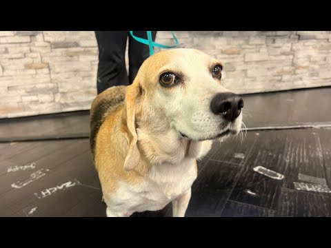 Fur baby Friday: Meet Elphie - YouTube