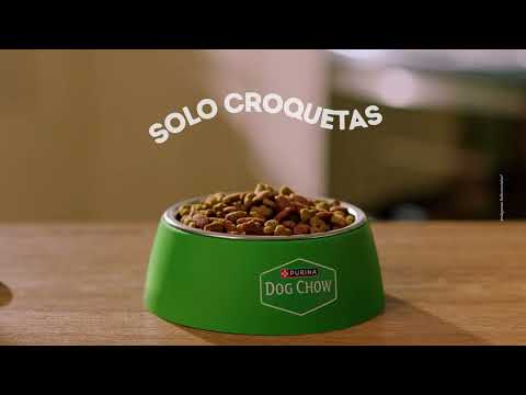¡Doble Sabor! Potencia las comidas de tu perro mezclando un Sabrosobre® Dog Chow® sobre su Dog Chow®