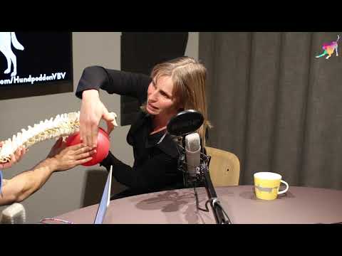 Hundkiropraktorn förklarar hur bålen fungerar