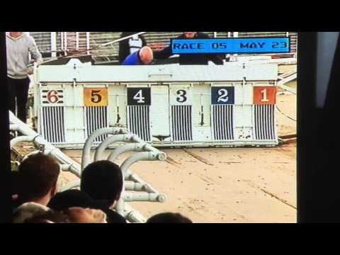 Rinkies lad first open race Harlow greyhound stadium