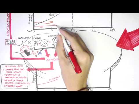 Female Reproductive System - Menstrual Cycle, Hormones and Regulation