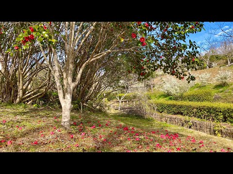 4K Sakura - Cherry blossom. Spring in Japan. 3D falling Sakura petals. Relax Music.