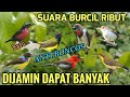 Suara Pikat Sogon Suara Pikat Burung Kecil Ampuh
