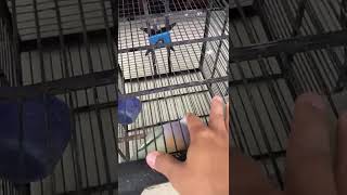 Download lagu burung punai lagi birahi mp3