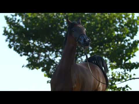 ⭐ MARWA AL SHAMS ⭐ (EKS Farajj x Marjaana Al Shams) - STC AUCTION 2022