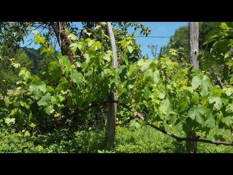 Le Saillant hillsides vineyards