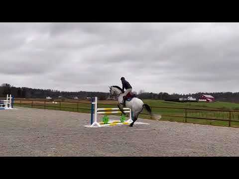 2015 mare by Durango VDL