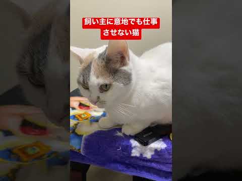 史学科 飼い主に意地でも仕事させない猫 #shorts