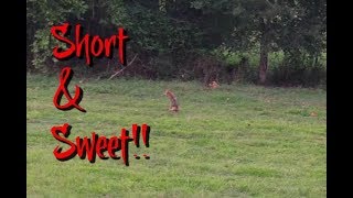 COYOTE HUNTING-- SHORT &amp; SWEET!!!