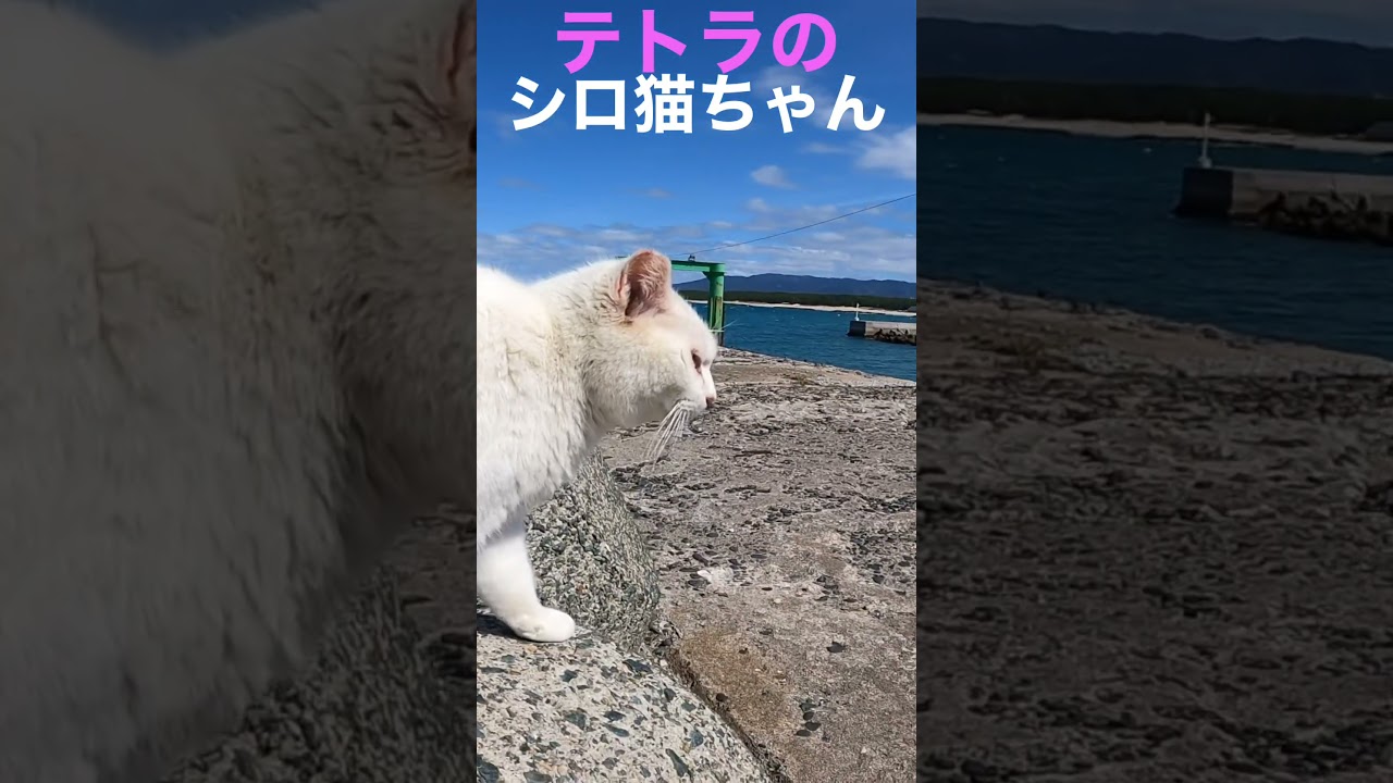 ぬいぐるみ抱っこのテトラのシロちゃん #cat #保護猫 #野良猫 #shorts