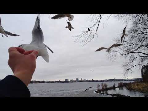 Alster Möwen Hamburg
