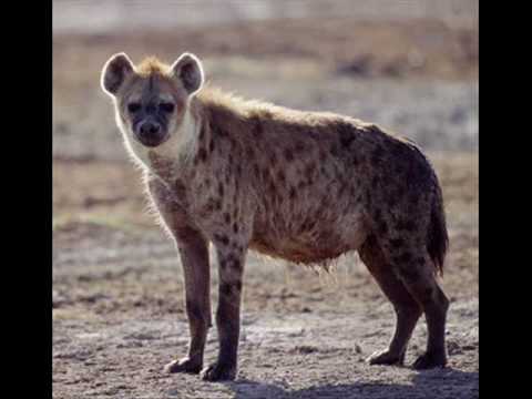Video thumbnail for Suck a Hyena’s Dick