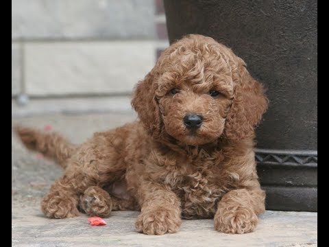 craigslist mini poodle