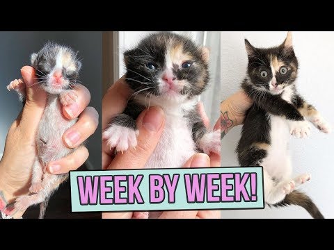 Learn How Baby Kittens Grow: 0-8 Weeks! - YouTube