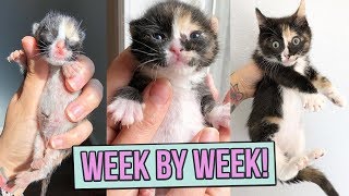 Learn How Baby Kittens Grow: 0-8 Weeks!