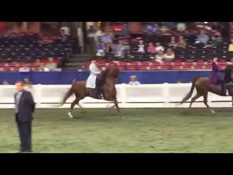 Madeleine Wood & Take It To The Top (AKA Ricky Bobby) Win the 5-Gaited World Grand Championship