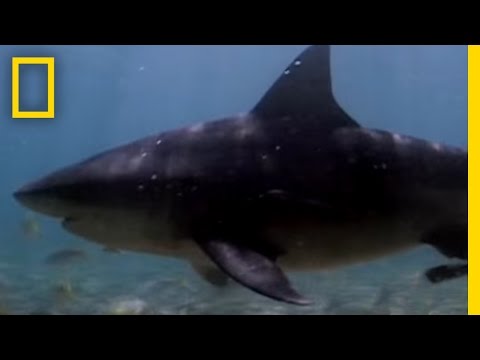download lagu mp3 mp4 Lake Nicaragua Shark, download lagu Lake Nicaragua Shark gratis, unduh video klip Lake Nicaragua Shark