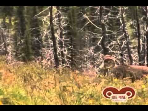 Big Nine Outfitters - Northern BC's Premiere Hunting Destination