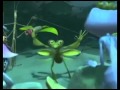 Inception In A Bug S Life Mashup Trailer