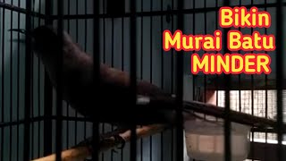 Download lagu Murai batu minder bila isinya seperti ini!! Masteran burung murai air speed rapat dan panjang mp3
