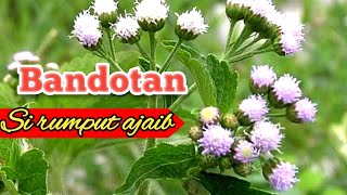 Download lagu Tanaman Bandotan ll rumput yang bermanfaat. mp3