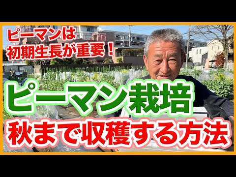 唐辛子をいつポットに播くか 種子の発芽方法 ガーデニングのヒント