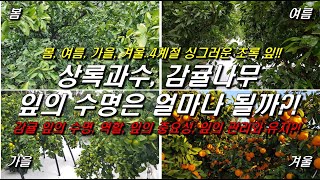 상록과수 감귤나무!! 감귤잎의 수명은얼마나 될까?? 감귤잎의 역활, 중요성, 관리와 유지?!