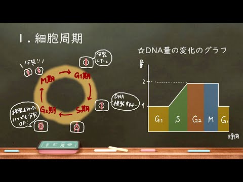 分裂組織について詳しく解説